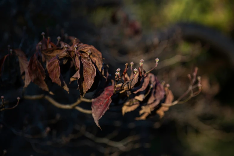 the leaves are dead on the tree and a blurry background