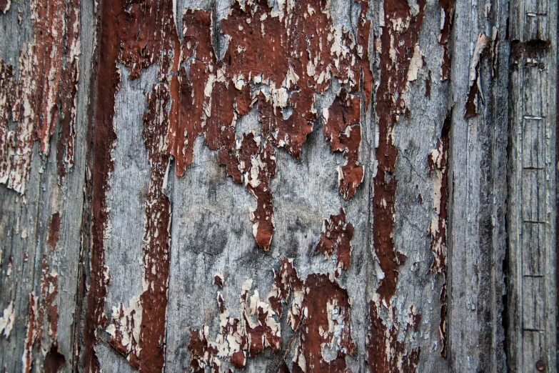 the paint on the bark of an old, weathered wooden door