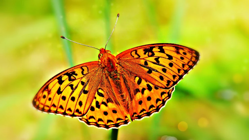 a large orange erfly resting on the tip of a green stalk