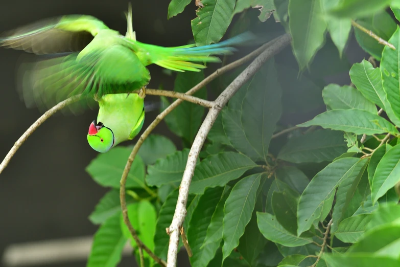 a couple of green birds perched on top of nches