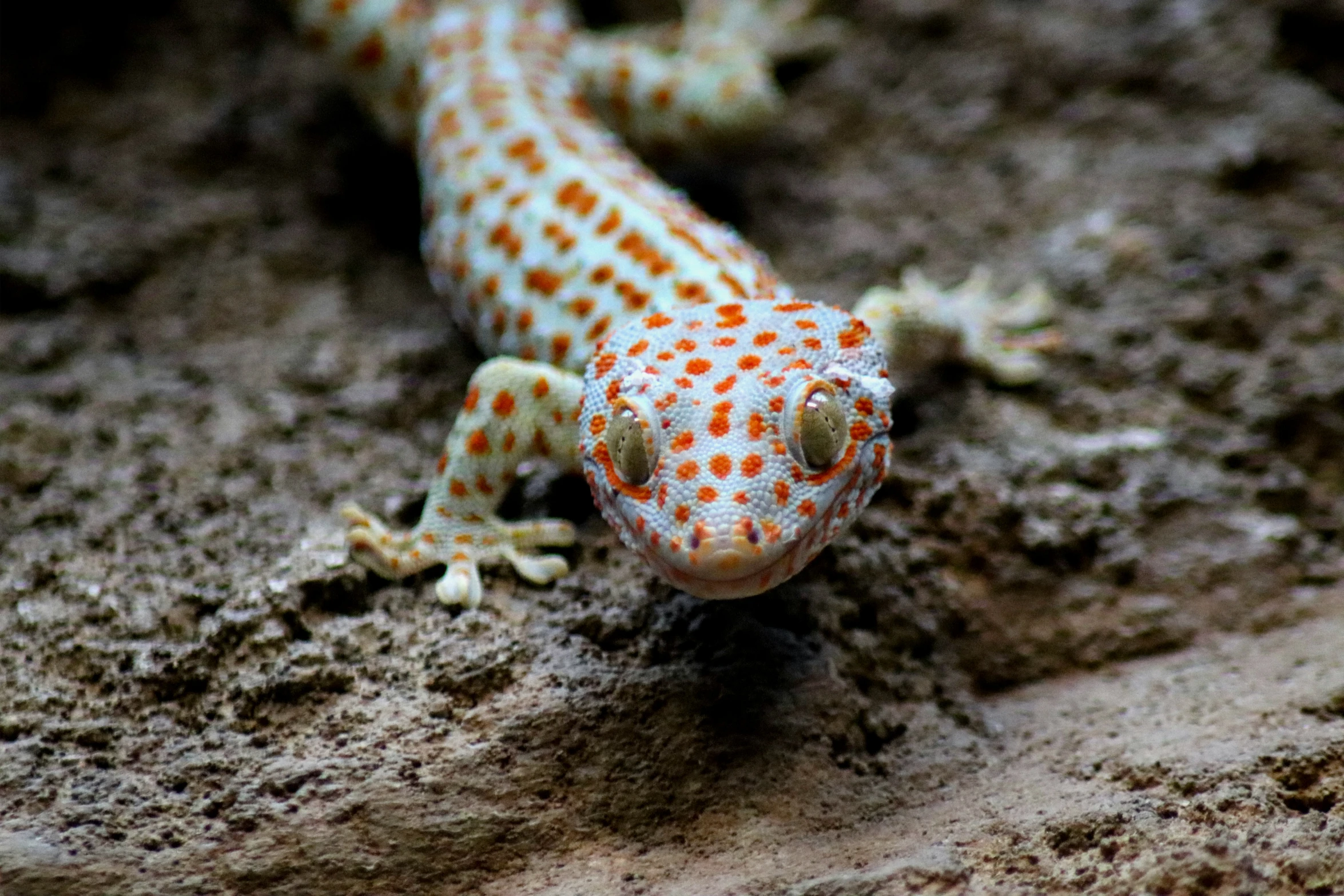 orange and white speckled gecko sitting on top of some dirt