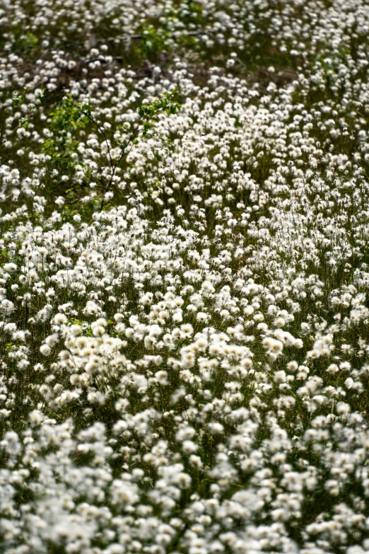 large white flowers all over the area of the grass