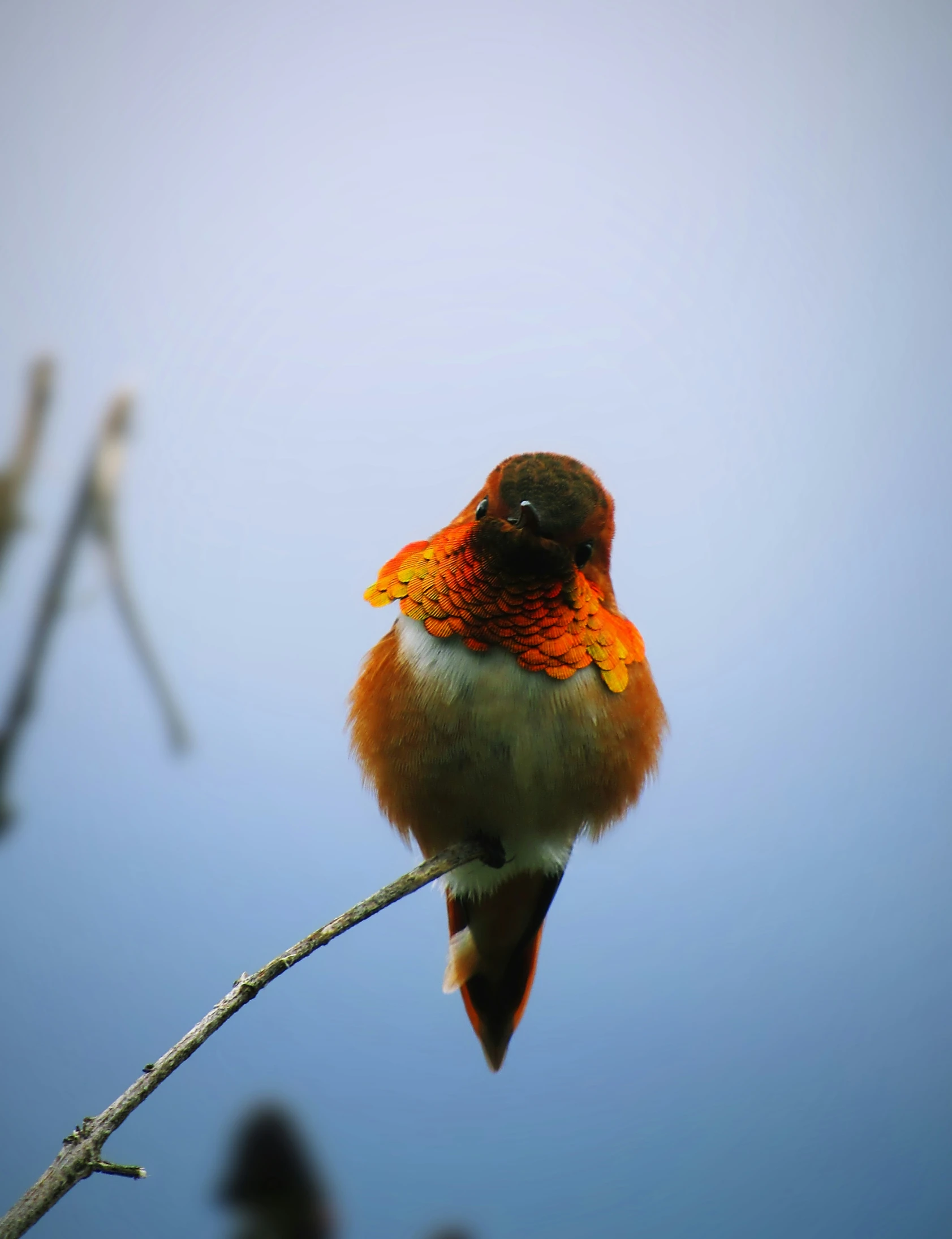 a bird sits on a tree limb and stares at the camera