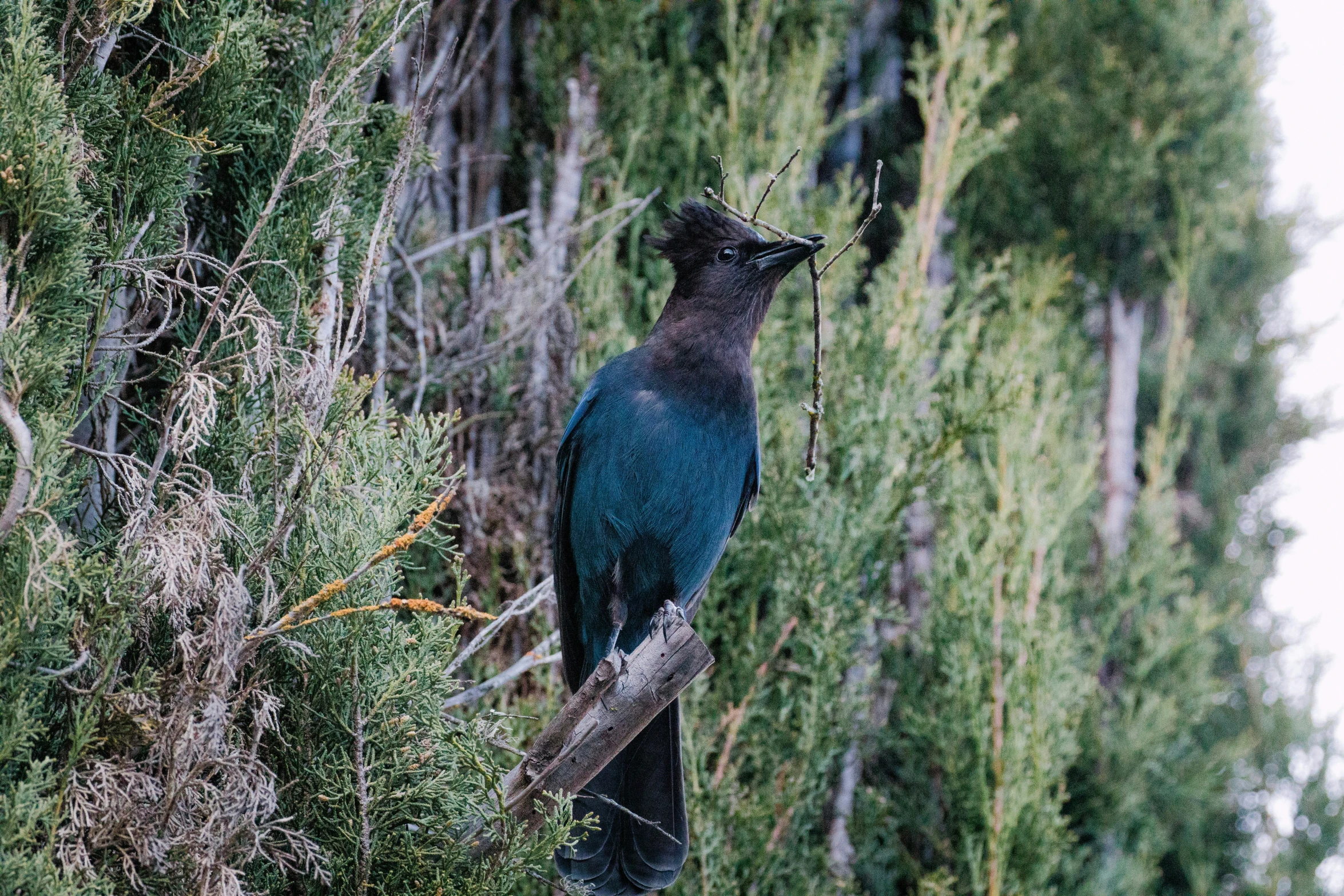 a small blue bird sits on the limb of a tree