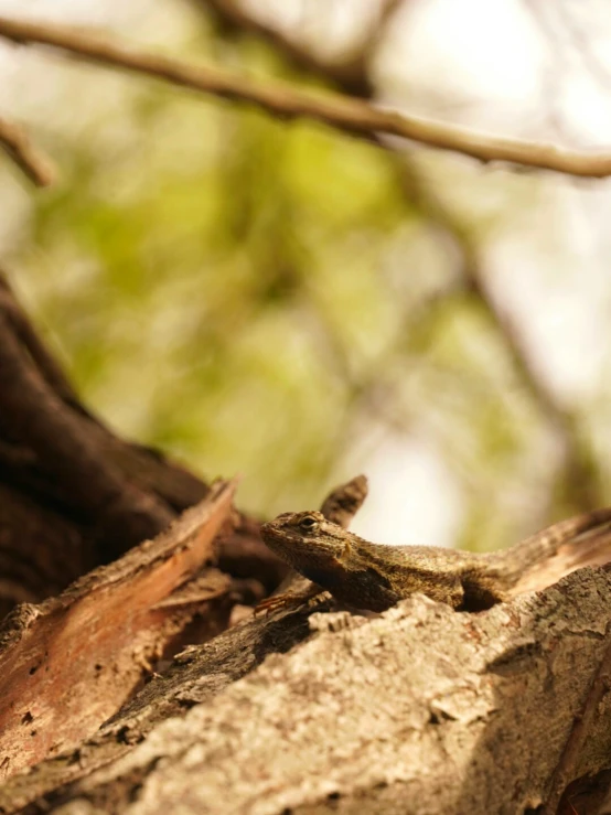 the lizard is standing on top of a tree nch