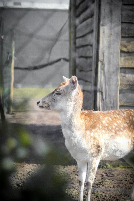 small white - spotted deer with antlers standing in pen