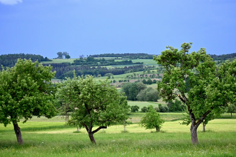 trees in an open field with rolling hills in the background