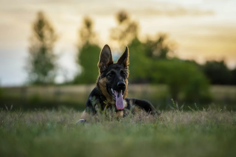 a large dog is sitting in a field