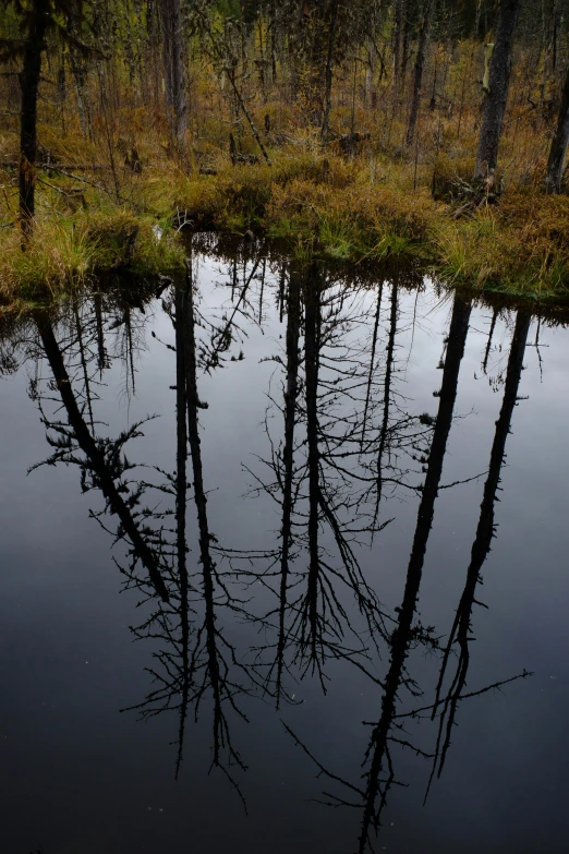 a pond with grass and trees next to it