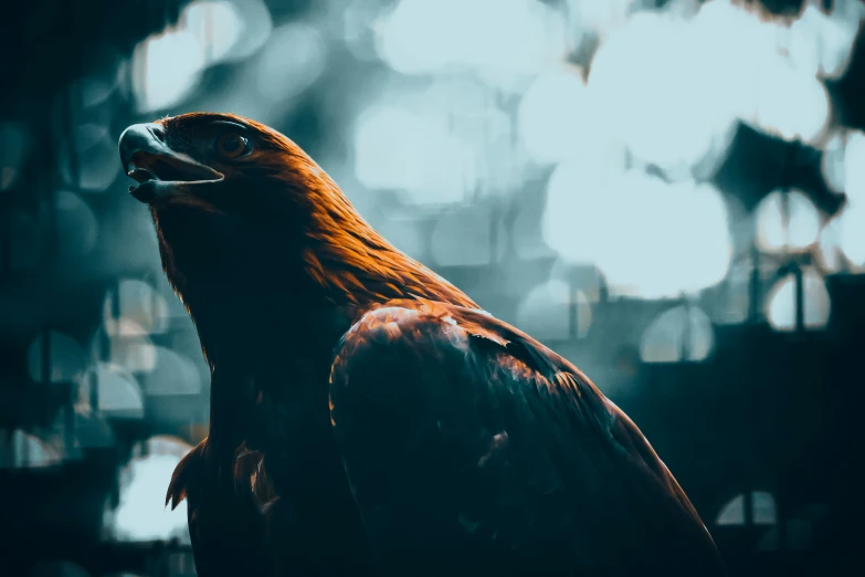 a large bird is sitting near a window