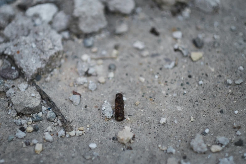 a single brown slug sticking out of the sand