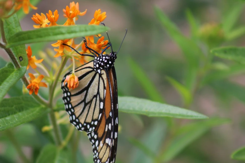 the large monarch erfly is on top of a flower