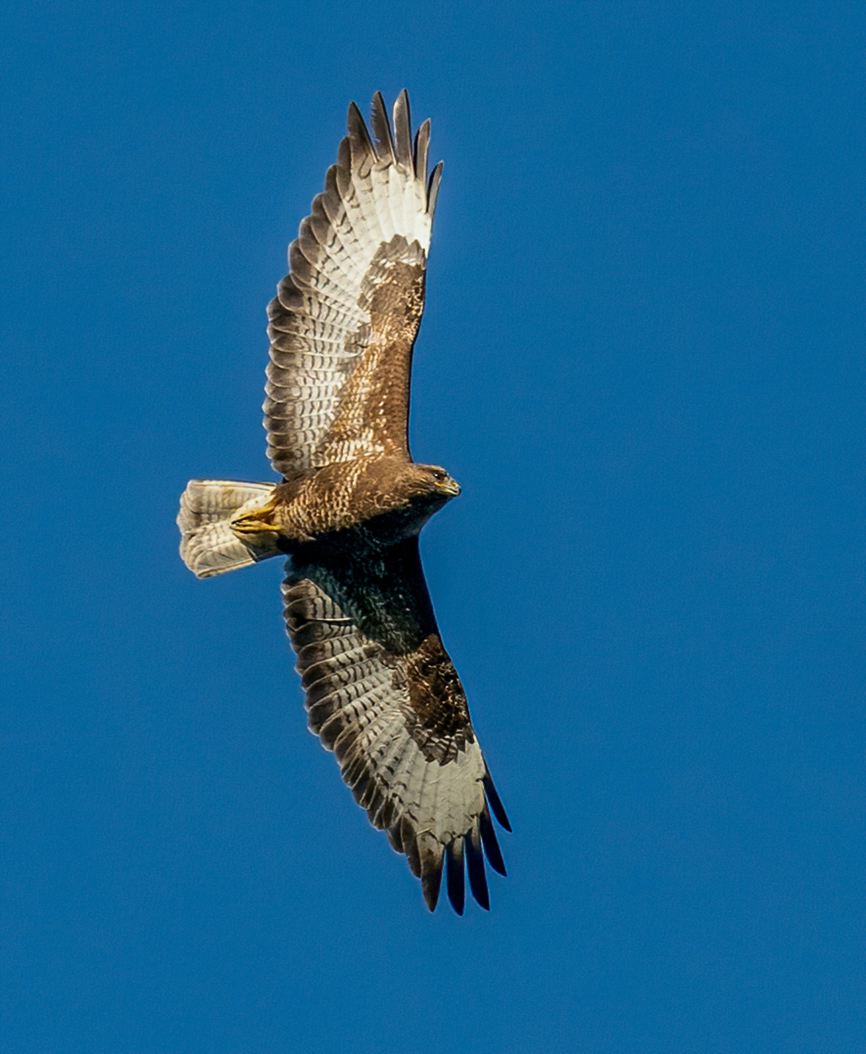 a brown and white bird flying through the air