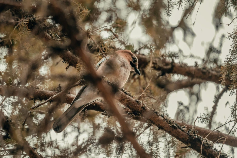 a bird perched on a tree nch in a forest