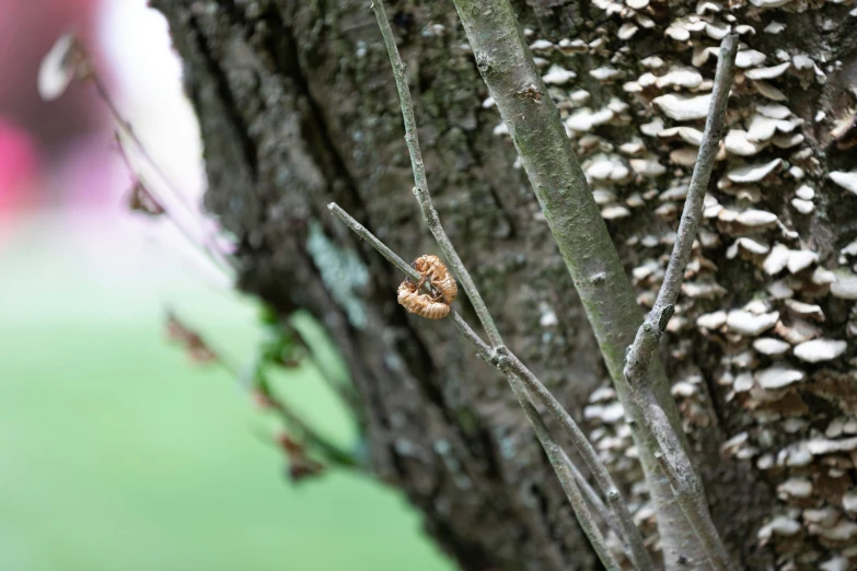 the insect is perched on the tree and on the nch