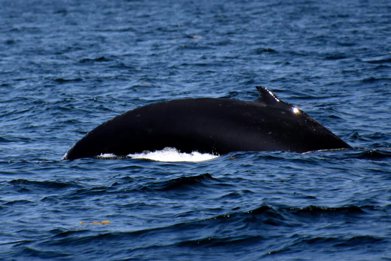 the tail fin of a small humpback whale floats in blue water