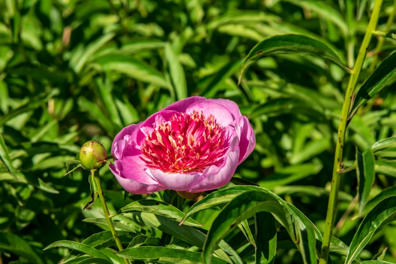 a pink peony flower blossom is in bloom in a green field