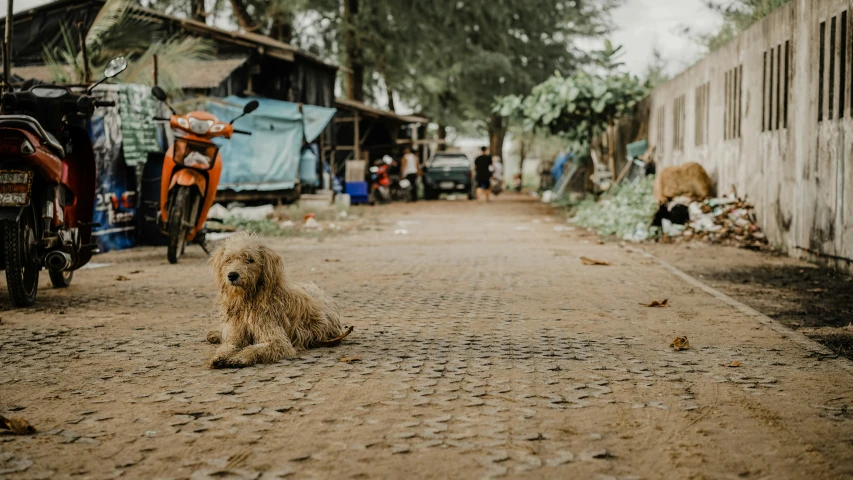 a dog is sitting on the side of the road