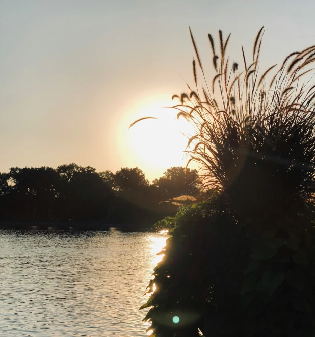 sunset on the river with grass at it's edge