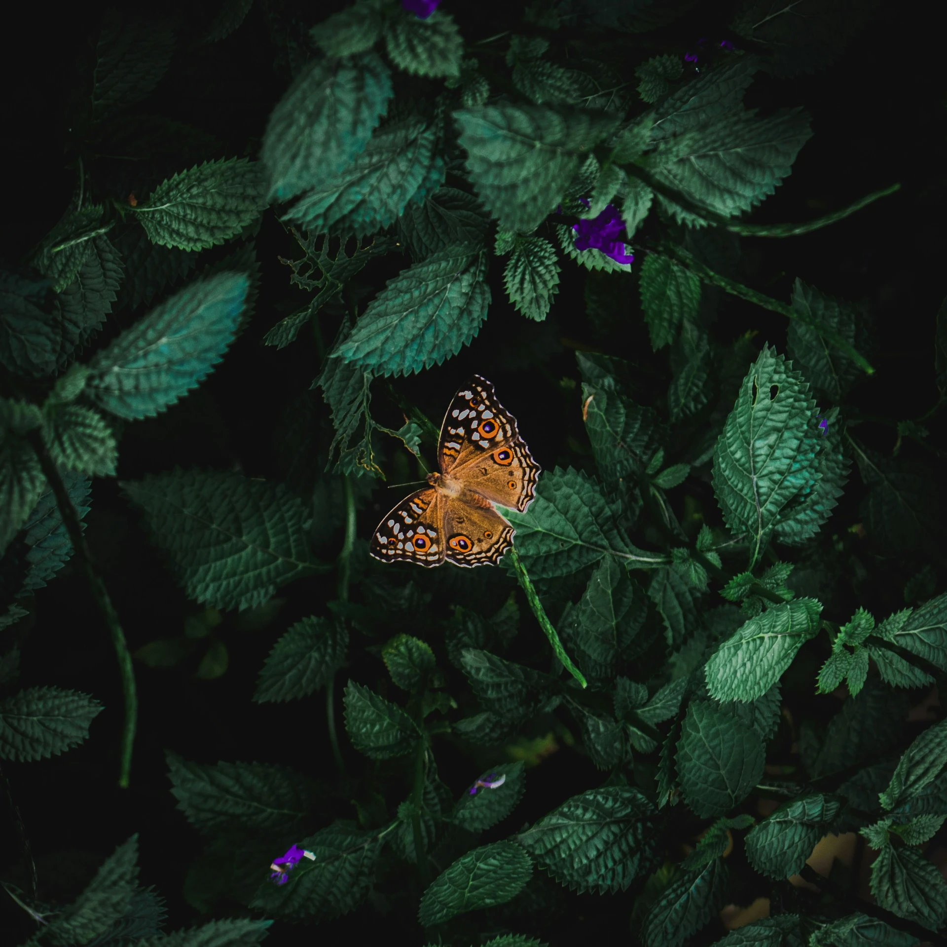 a orange erfly sitting on a green plant