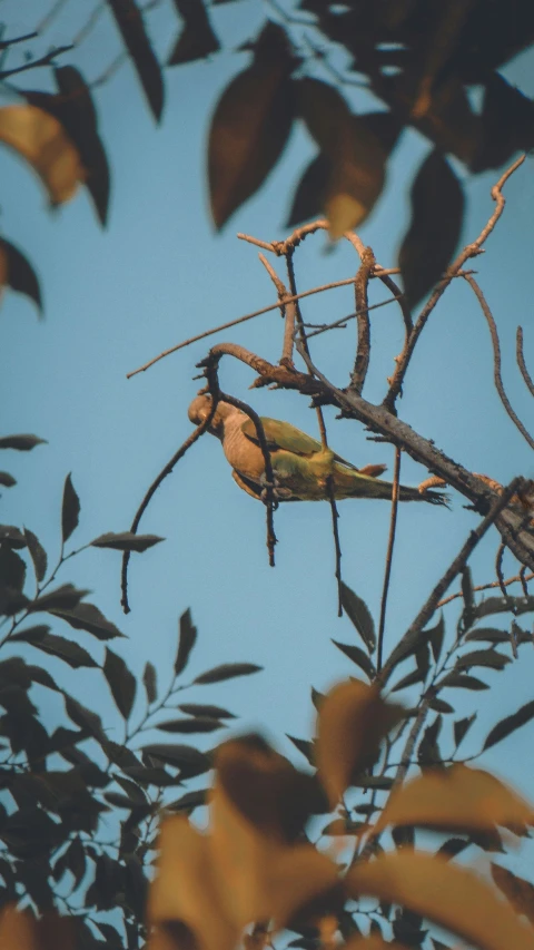 a yellow and green bird sitting on top of a tree nch