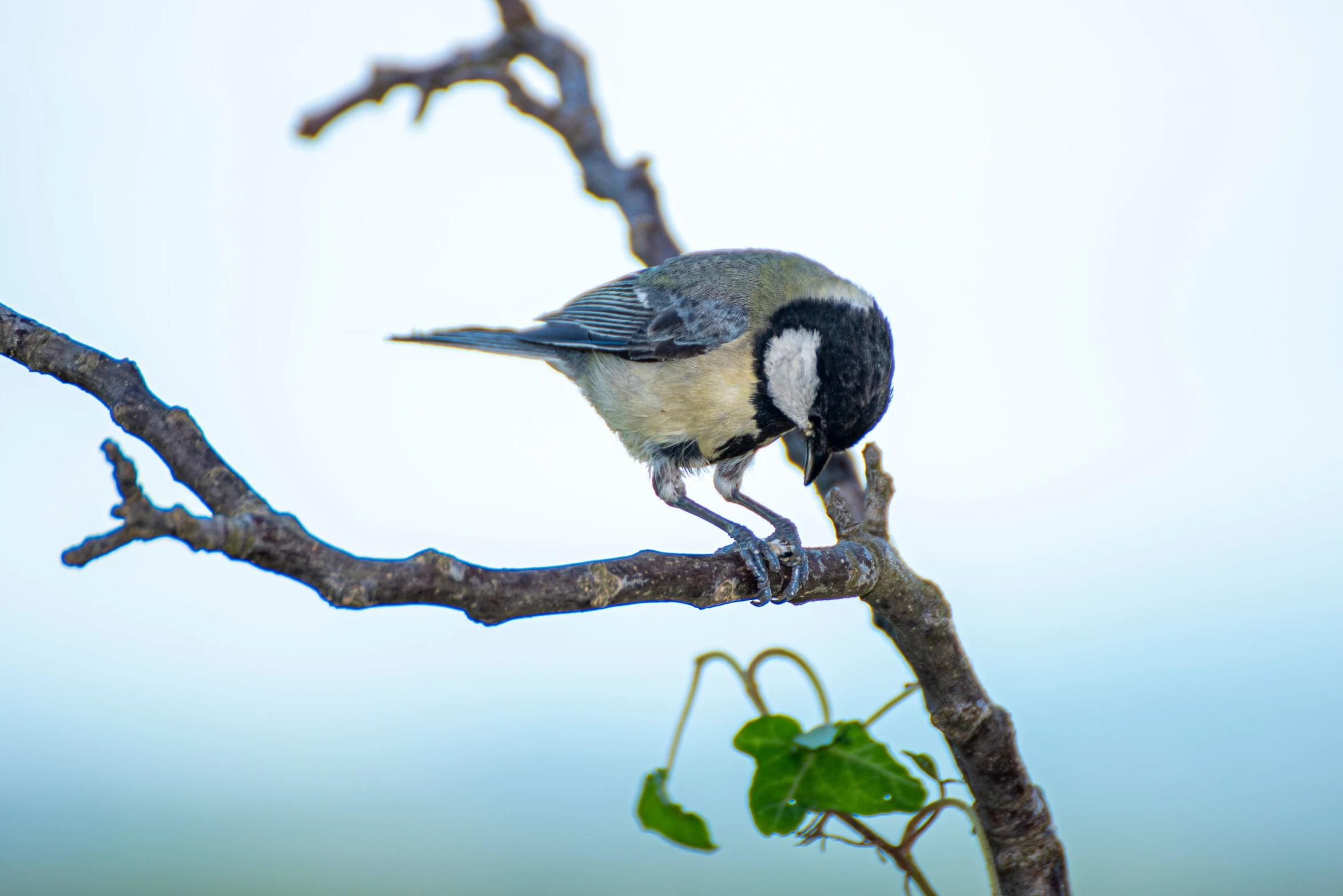 the bird is perched on the thin tree nch