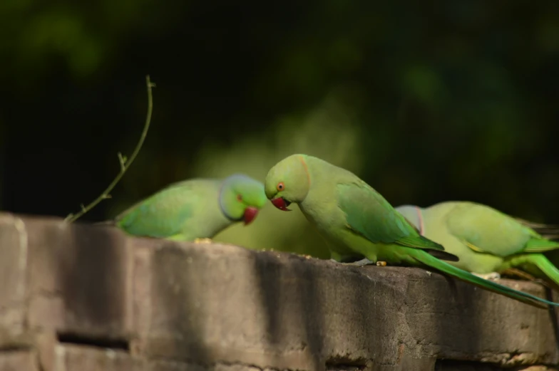 a group of parrots standing on top of a stone wall