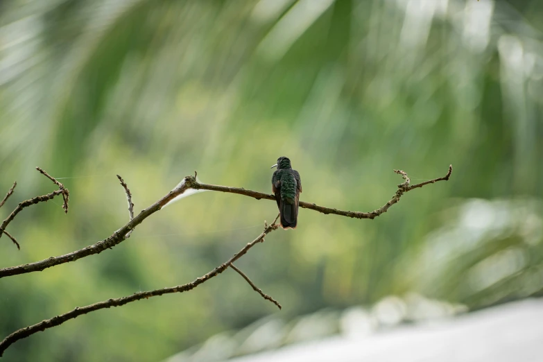 a small bird sits on a tree limb