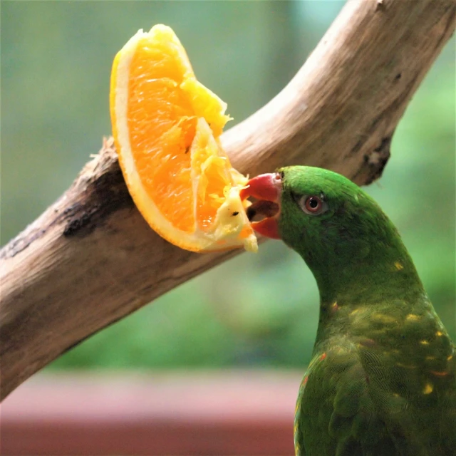 a parrot eating an orange on top of a tree