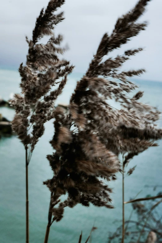 some plant like things on a field by a beach