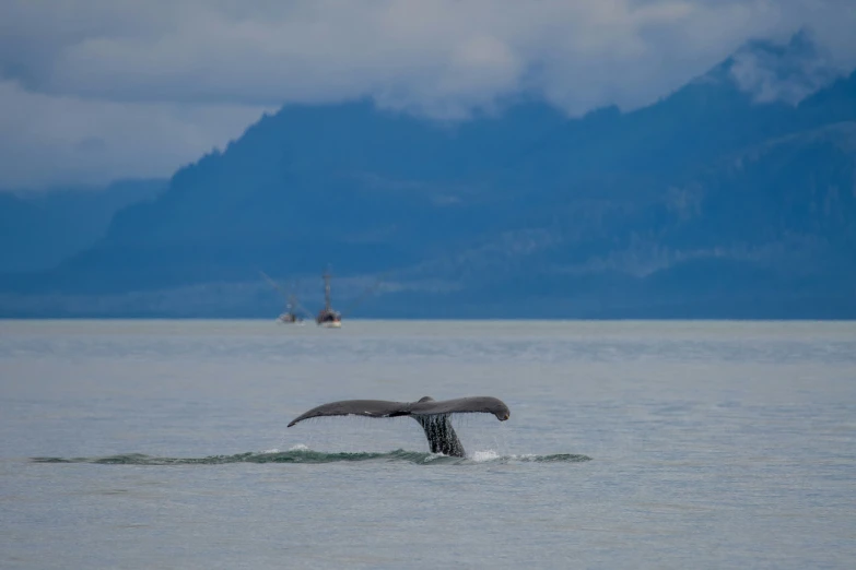 a whale tail flups as it swims in a body of water