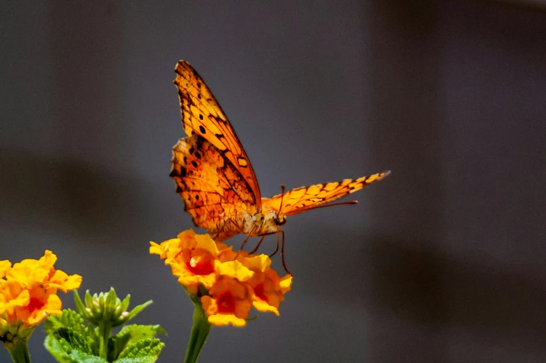 a large erfly perched on a flower in the sun