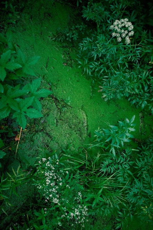 a bear is laying in the green grass