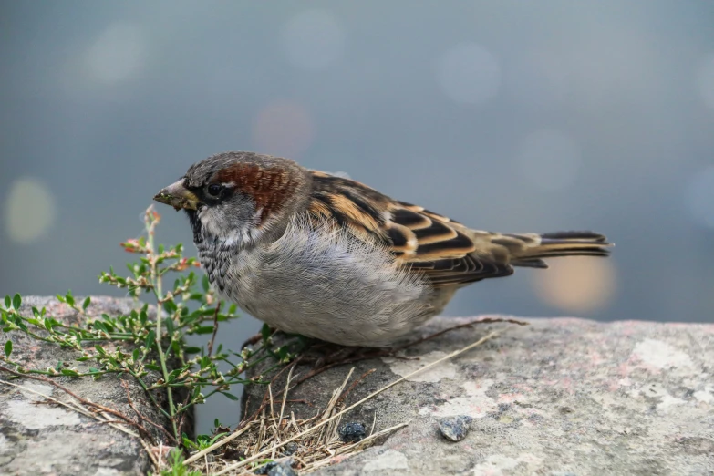 a small bird with his mouth open perched on a rock