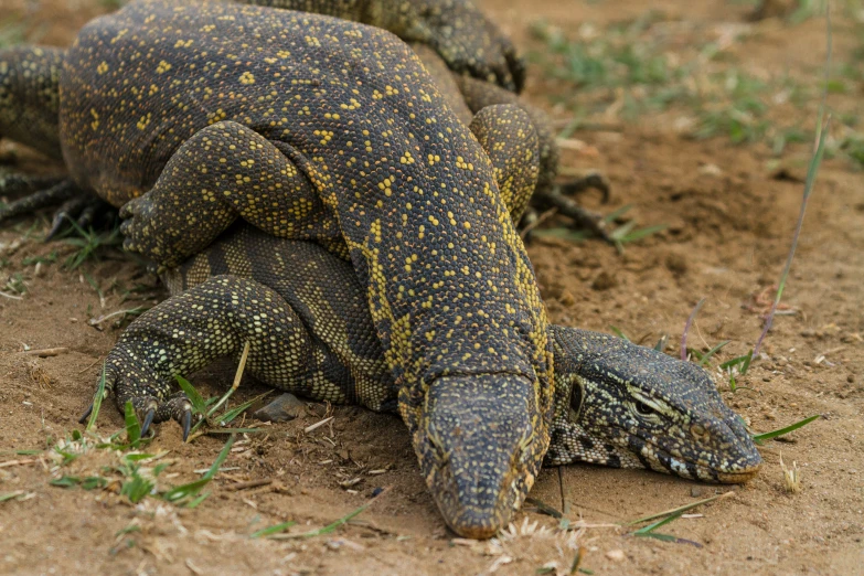 a close up of an animal laying in the sand