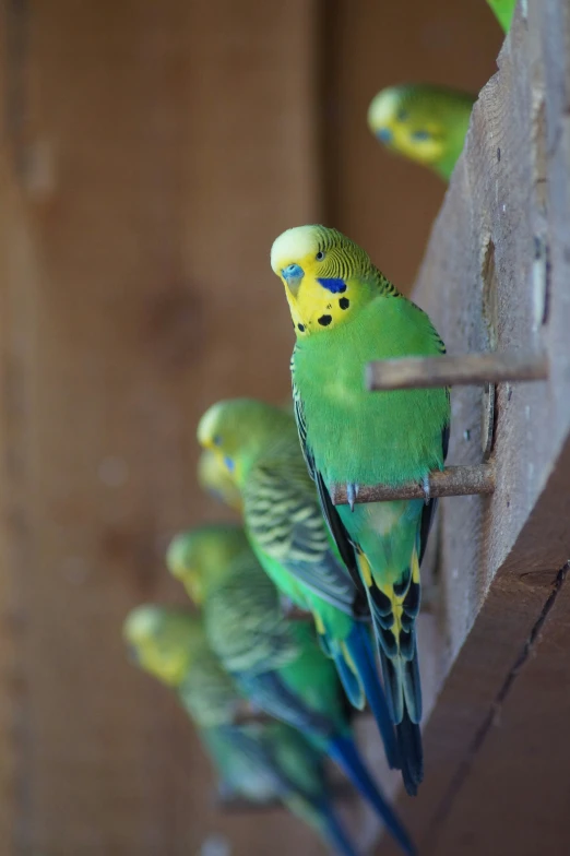 many green parakeets stand on sticks and perch in a row