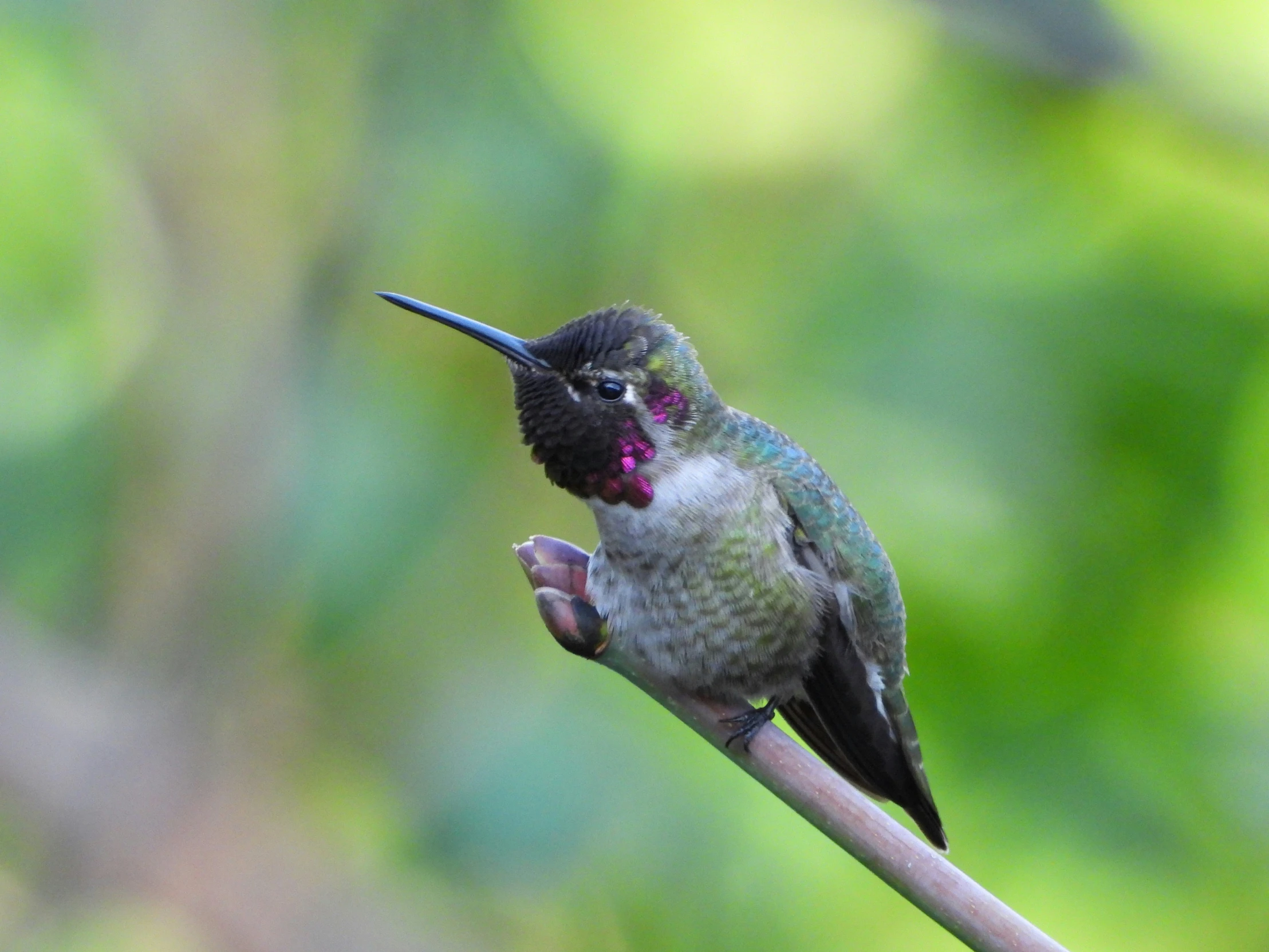 a hummingbird perches on a tree nch in the day