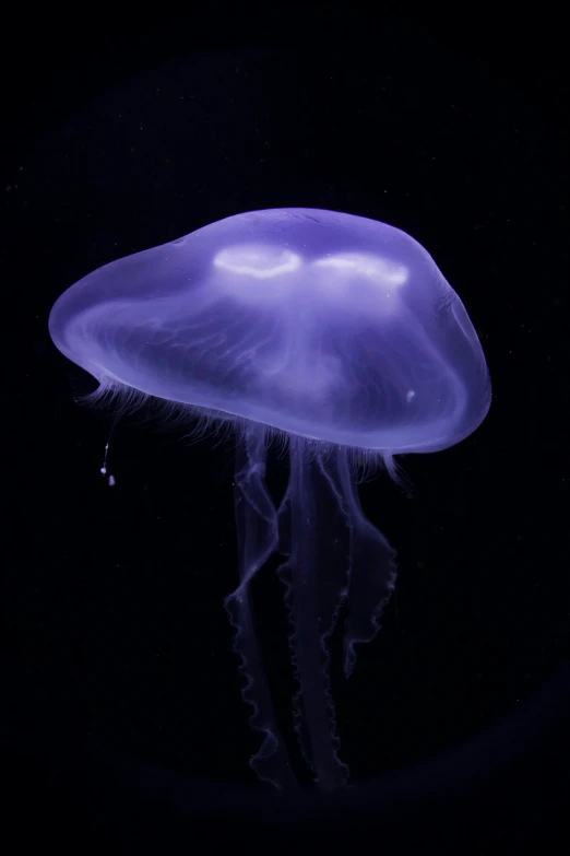 a very big pretty jelly fish floating in the water