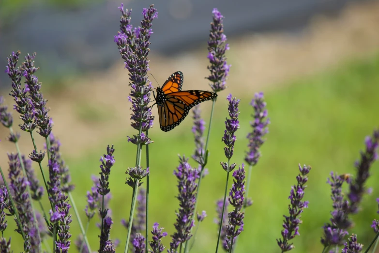 a bright orange erfly is resting on lavender