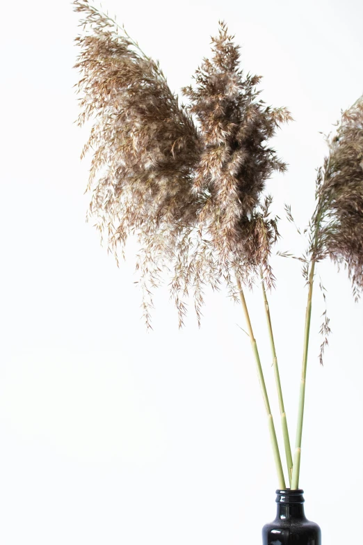 tall stems of dried grass in a black vase