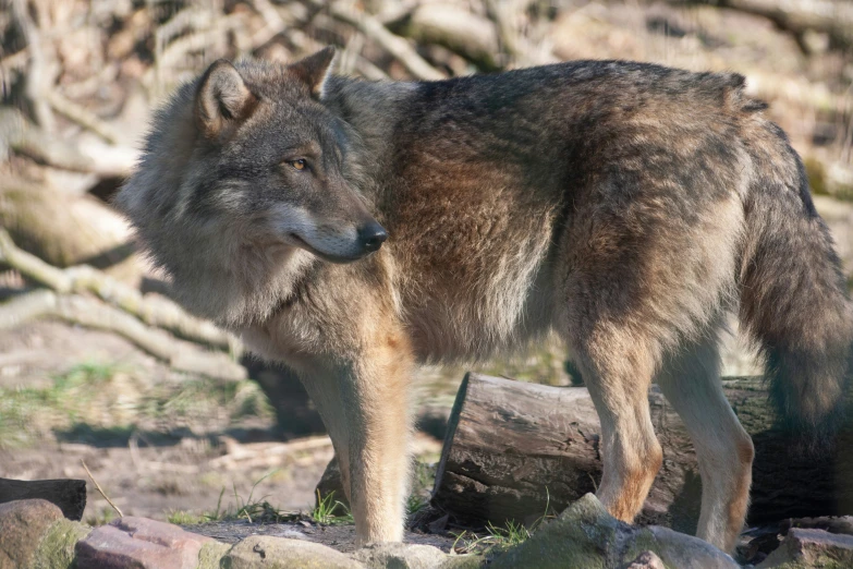 a wolf standing in front of a pile of logs