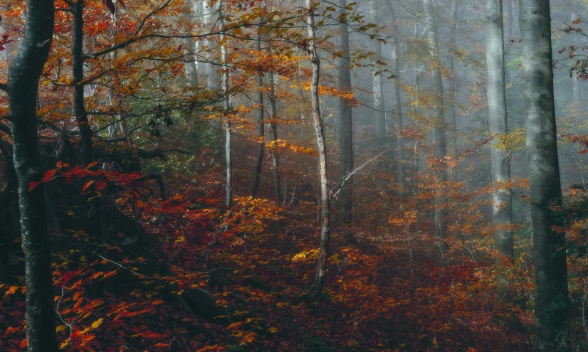 a colorful scene in the woods with fog