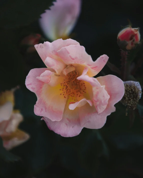 a pink rose with a yellow center, blooming