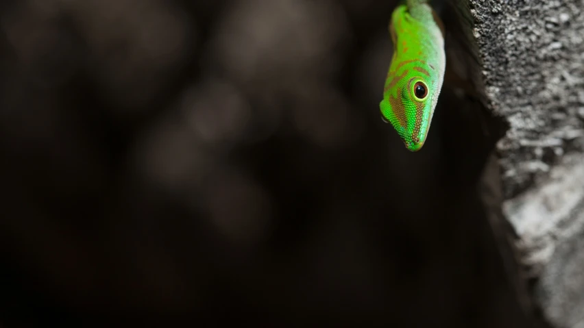 an insect that is on the side of a rock