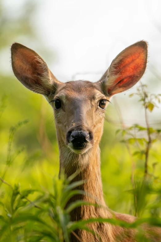 a close - up of a deer in a field of grass