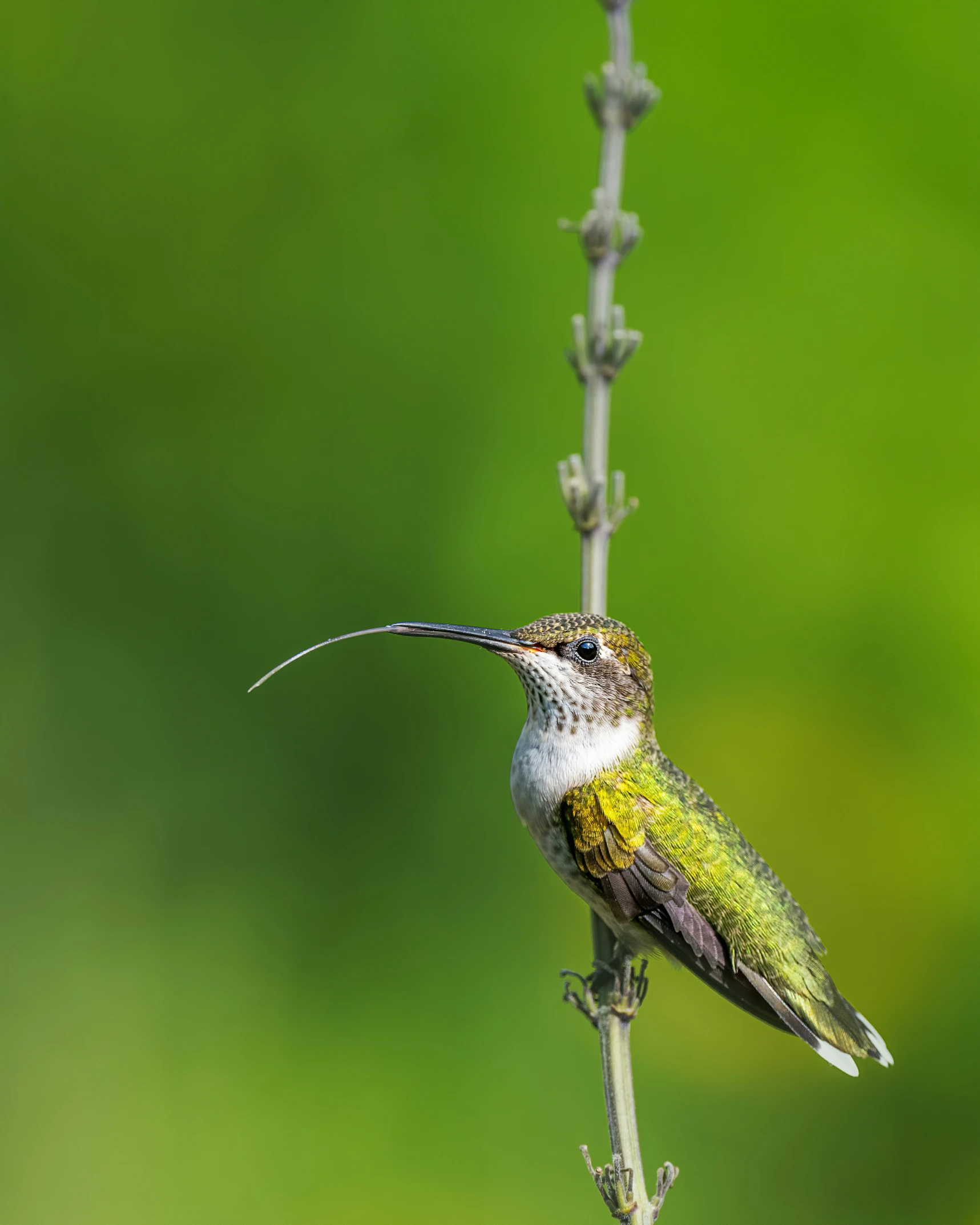 a colorful bird perched on a nch