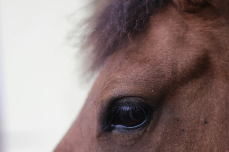 a closeup s of the eye of a brown horse