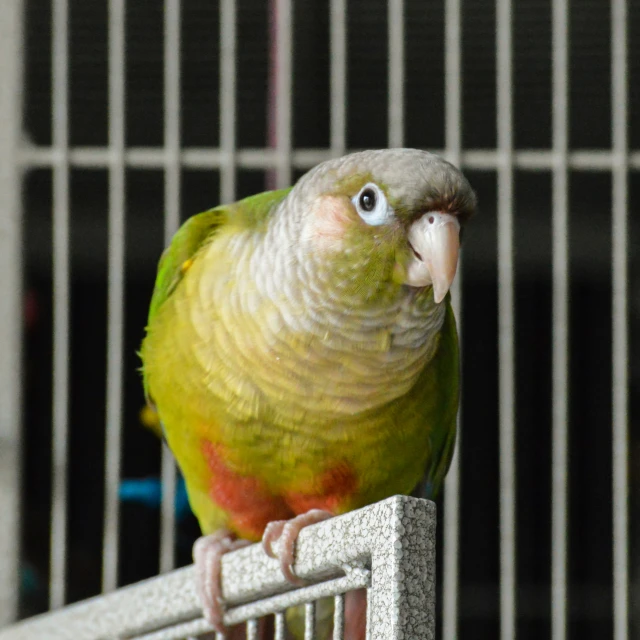 a yellow and green bird perched on top of a birdcage