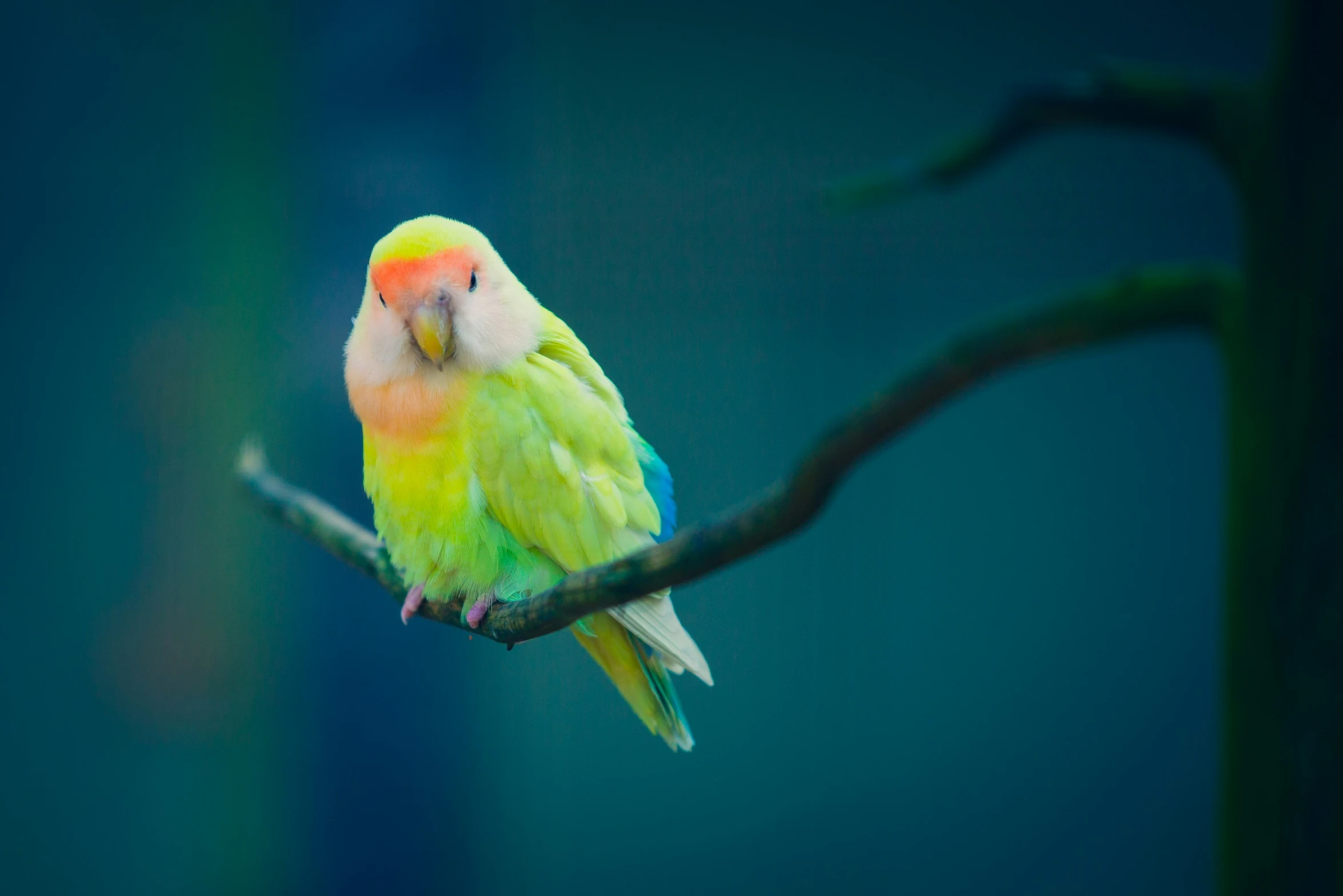 a small colorful parrot perched on top of a tree nch