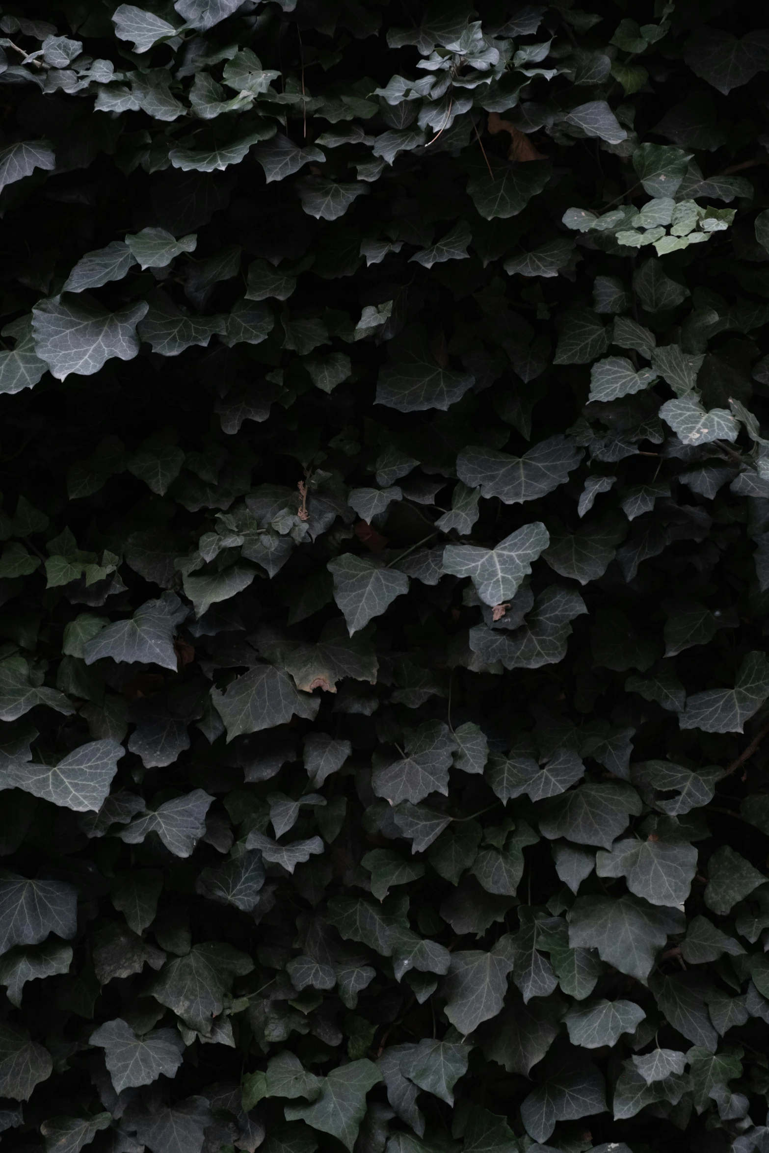 large group of black leaves laying on the ground